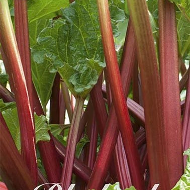 Rabarb-Rhubarb Victoria 1-pack
